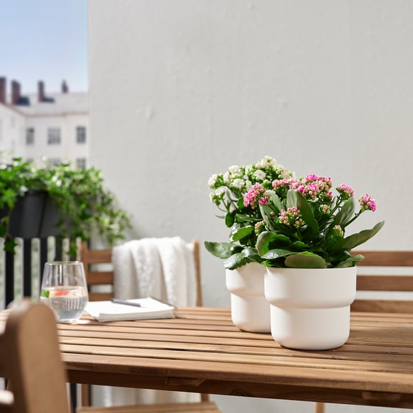KALANCHOE - Potted plant, Kalanchoe blossfeldiana various colours, 10.5 cm - Pot diameter: 10.5 cm Plant height: 20 cm
