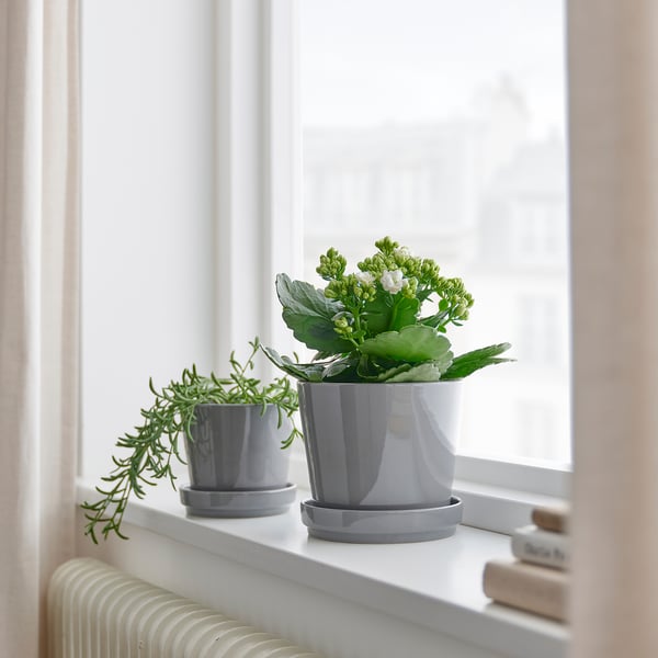 KALANCHOE - Potted plant, Kalanchoe blossfeldiana various colours, 10.5 cm - Pot diameter: 10.5 cm Plant height: 20 cm