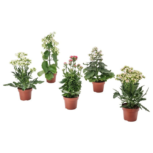 KALANCHOE - Potted plant, various species Kalanchoe blossfeldiana, 14 cm - Pot diameter: 14 cm Plant height: 40 cm