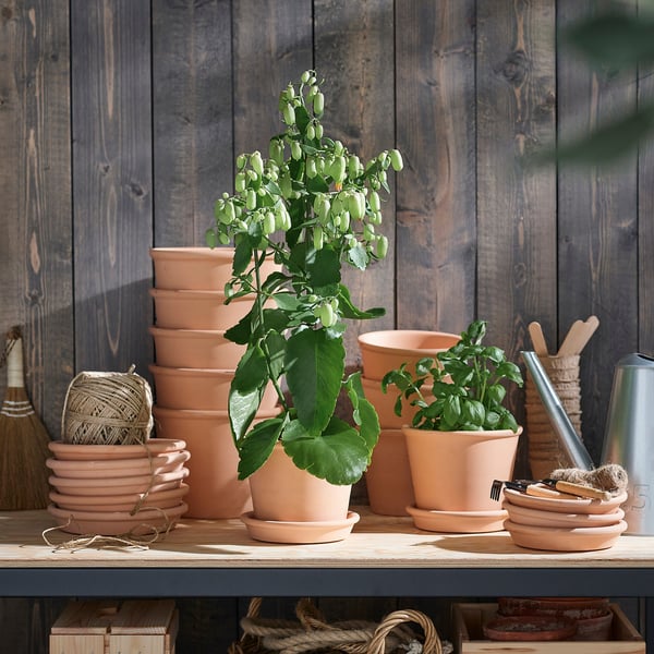 KALANCHOE - Potted plant, various species Kalanchoe blossfeldiana, 14 cm - Pot diameter: 14 cm Plant height: 40 cm