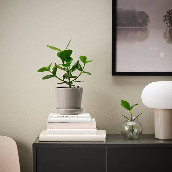 KLOTLÖNN plant pot with saucer, in/outdoor/grey/beige, 12 cm