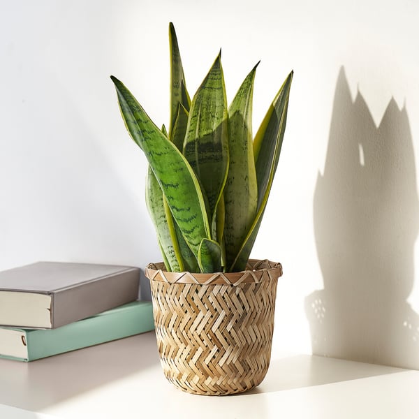 KLYNNON plant pot, handmade bamboo, 12 cm