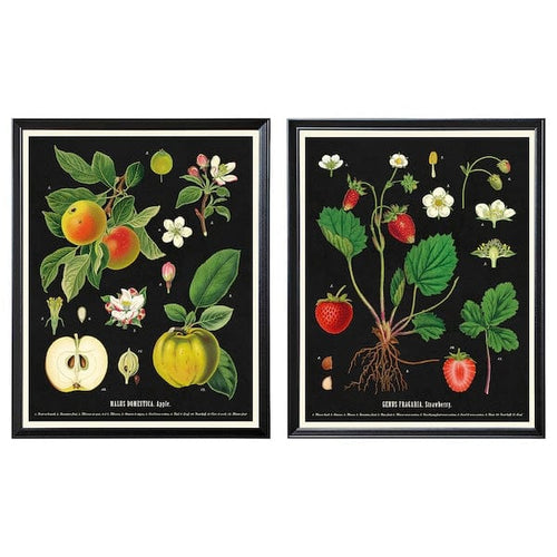 KNOPPÄNG frame with poster, vintage botanical fruit charts, 40x50 cm, 2 pack