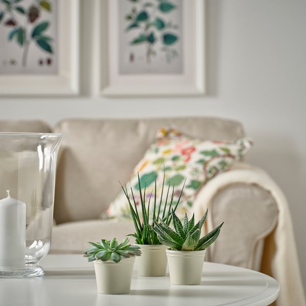 KÖRSBÄRSBJÖRK plant pot, light grey-beige, 6 cm