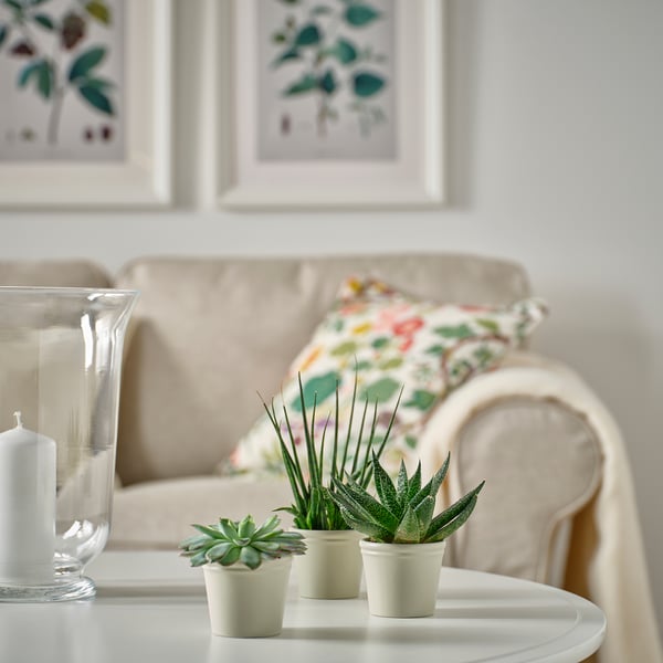 KÖRSBÄRSBJÖRK plant pot, light grey-beige, 6 cm