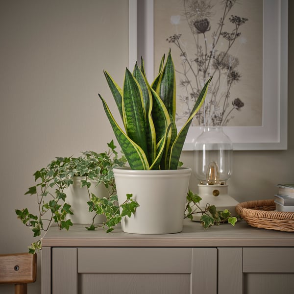 KÖRSBÄRSBJÖRK plant pot, light grey-beige, 15 cm