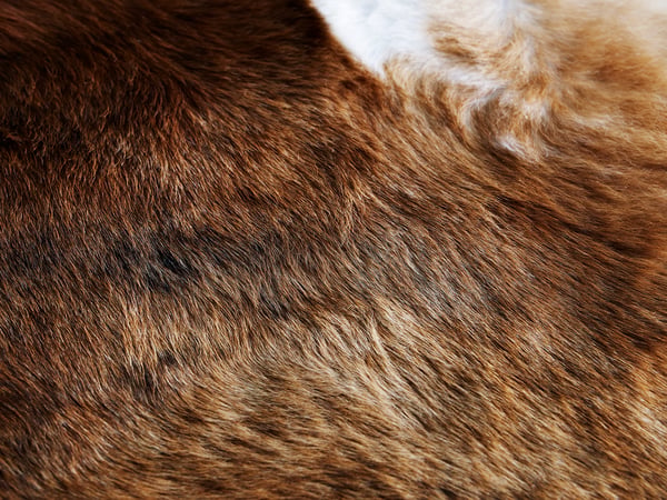 KOLDBY cow hide, brown