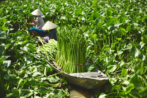 LABBSAL - LABBSAL Basket, handmade water hyacinth, 32x34x32 cm
