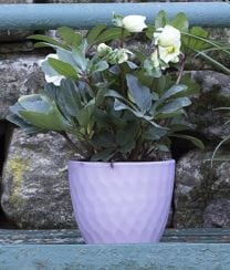 Bricocenter CASPO' NICOLE CM 18 H 14,6 LILAC