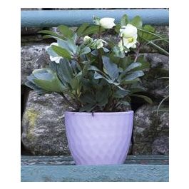 CASPO' NICOLE CM 14 H 11,5 LILAC