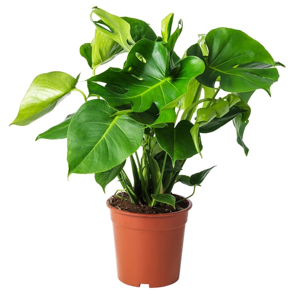 MONSTERA - Potted plant, Swiss cheese plant, 21 cm - Pot diameter: 21 cm Plant height: 65 cm.