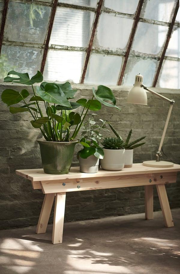 MONSTERA - Potted plant, Swiss cheese plant, 21 cm - Pot diameter: 21 cm Plant height: 65 cm.