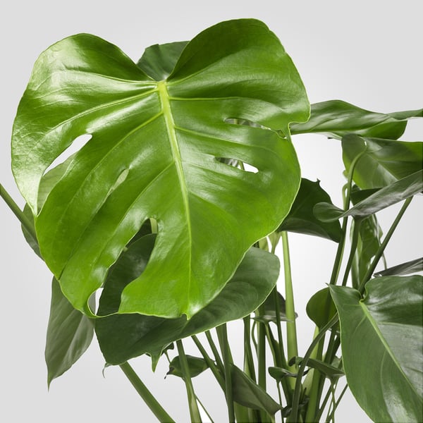 MONSTERA - Potted plant, Swiss cheese plant, 21 cm - Pot diameter: 21 cm Plant height: 65 cm.