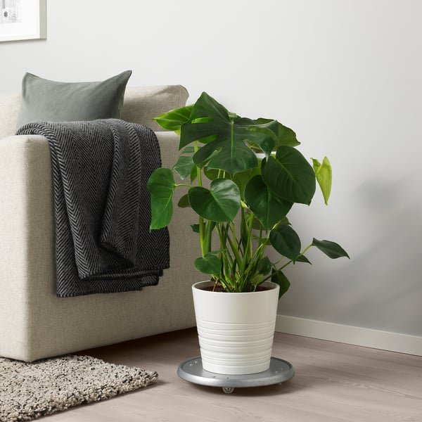 MONSTERA - Potted plant, Swiss cheese plant, 21 cm - Pot diameter: 21 cm Plant height: 65 cm.