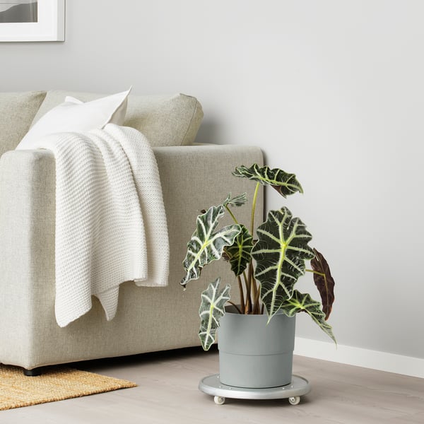 NYPON plant pot, in/outdoor grey, 19 cm