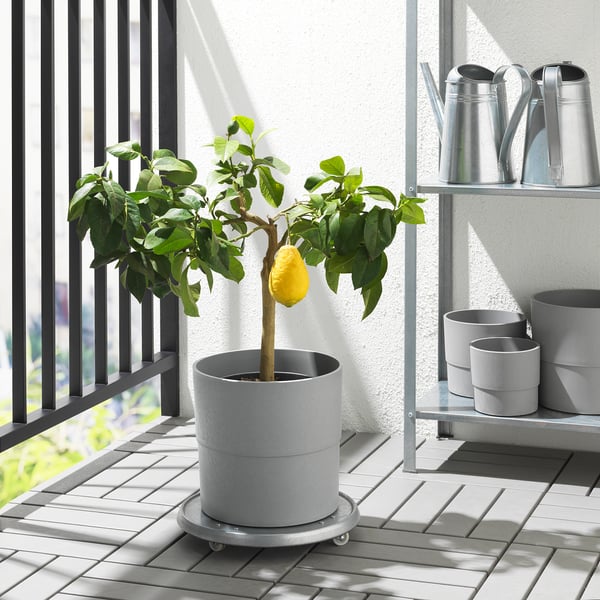 NYPON plant pot, in/outdoor grey, 24 cm