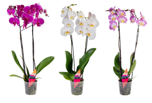 2-stem orchid vs 12-stem special offer