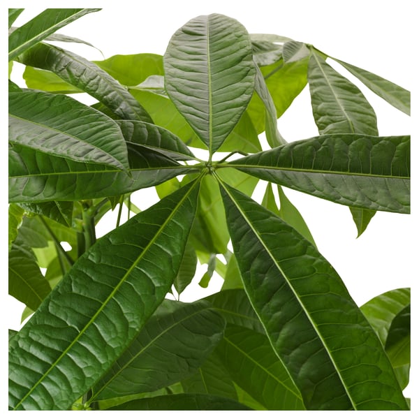 PACHIRA AQUATICA - Potted plant, Pachira, 9 cm - Pot diameter: 9 cm Plant height: 22 cm.