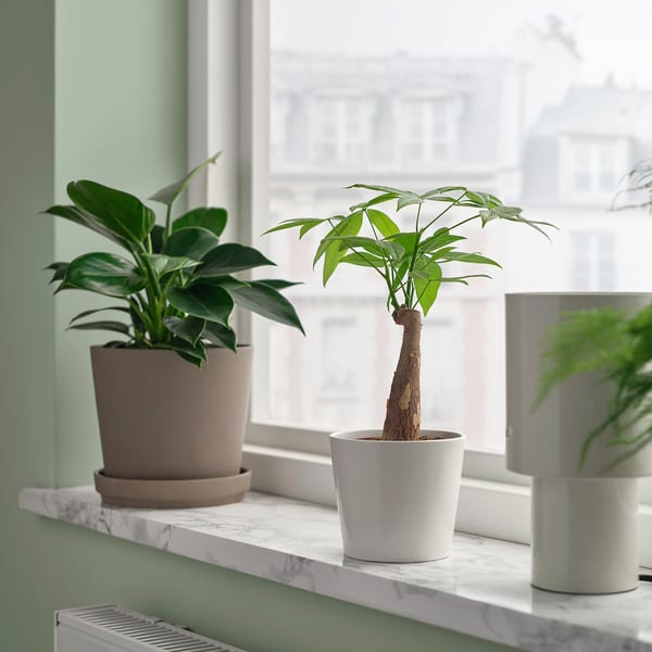 PACHIRA AQUATICA - Potted plant, Pachira, 9 cm - Pot diameter: 9 cm Plant height: 22 cm.