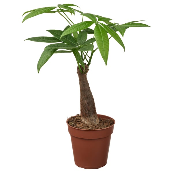 PACHIRA AQUATICA - Potted plant, Pachira, 9 cm - Pot diameter: 9 cm Plant height: 22 cm.