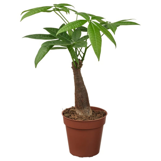 PACHIRA AQUATICA - Potted plant, Pachira, 9 cm - Pot diameter: 9 cm Plant height: 22 cm.