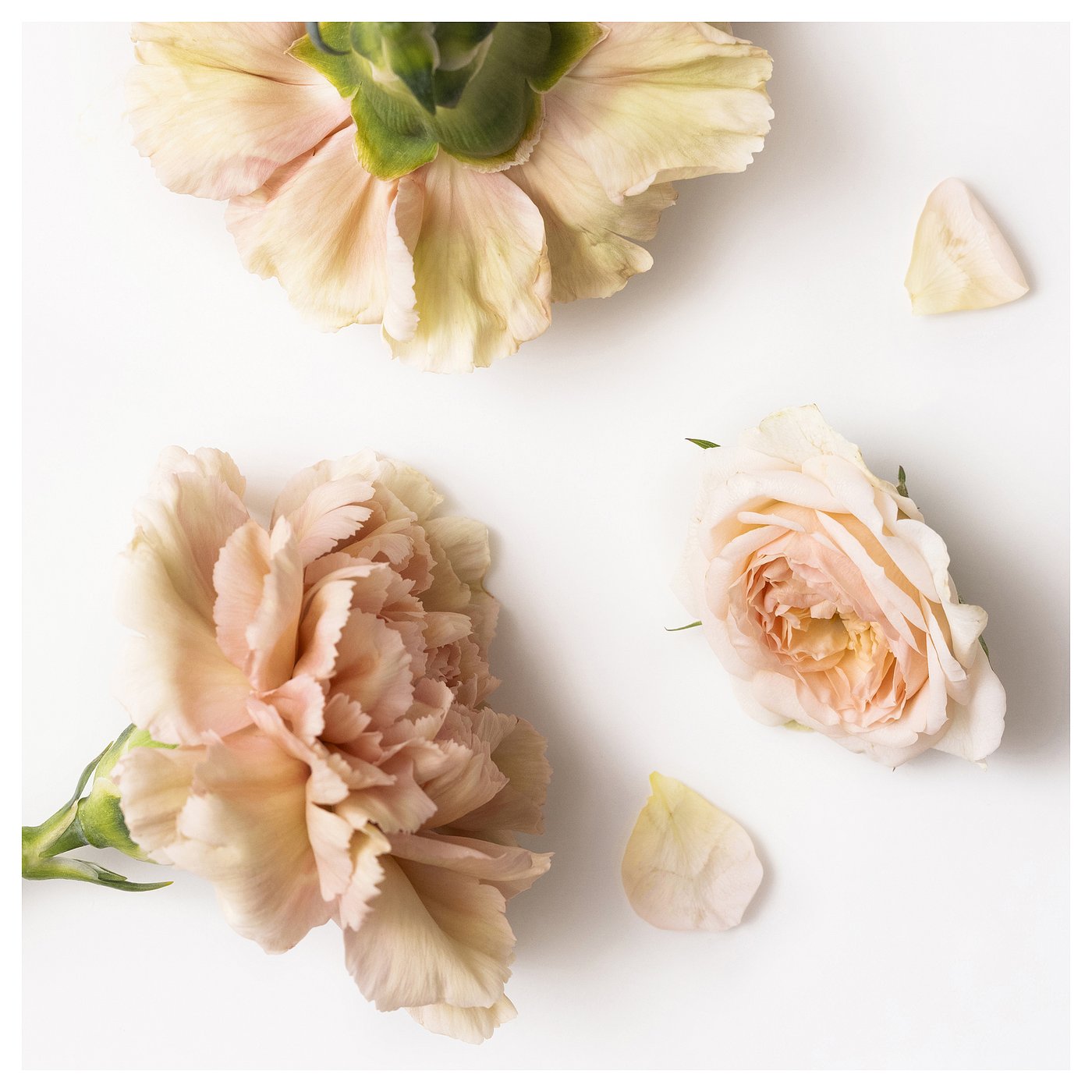 PÄRLHÖNA scented candle in ceramic jar, Rose & carnation pink, 40 hr