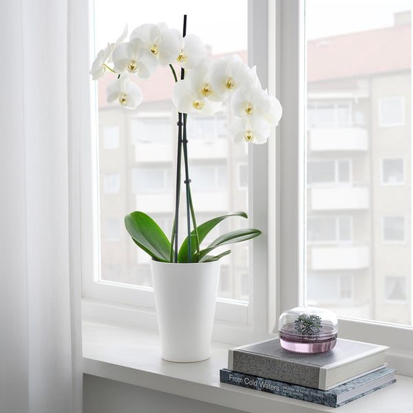 PAPAJA plant pot, white, 12x19 cm