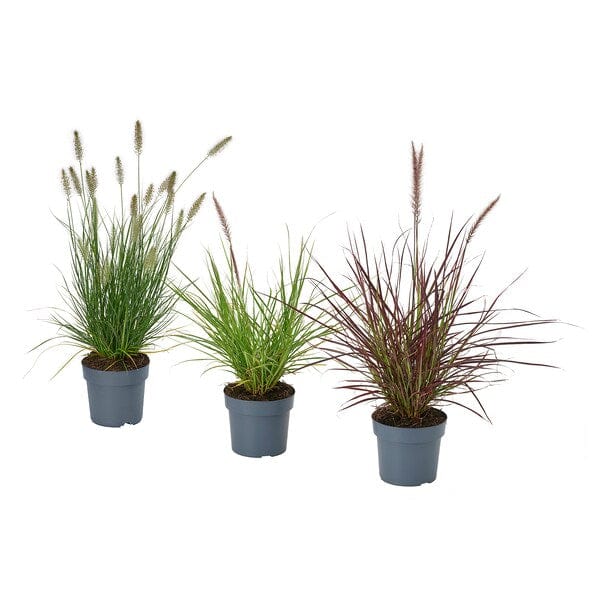 Ikea PENNISETUM - Pot plant, feather grass,17 cm