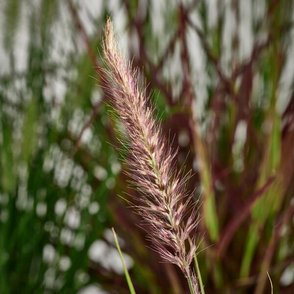 Ikea PENNISETUM - Pot plant, feather grass,17 cm