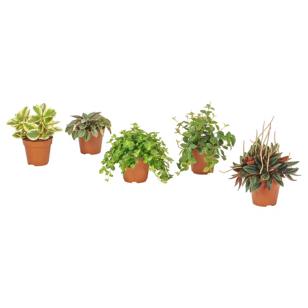 PEPEROMIA - Potted plant, various species, 12 cm - Pot diameter: 12 cm Plant height: 12 cm.