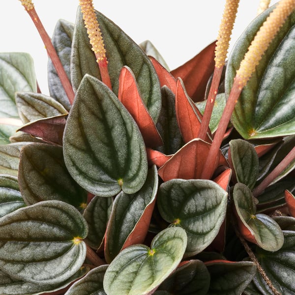 PEPEROMIA - Potted plant, various species, 12 cm - Pot diameter: 12 cm Plant height: 12 cm.