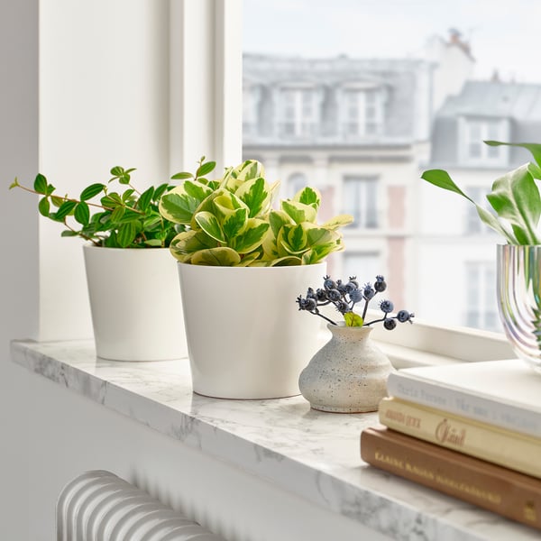 PEPEROMIA - Potted plant, various species, 12 cm - Pot diameter: 12 cm Plant height: 12 cm.