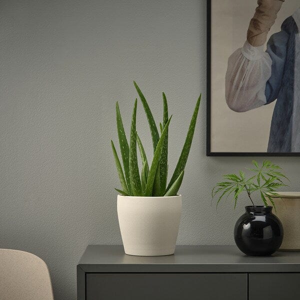 Ikea PERSILLADE - Plant pot, light beige, 12 cm