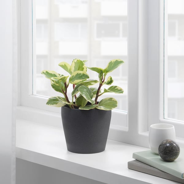 PERSILLADE plant pot, dark grey, 12 cm