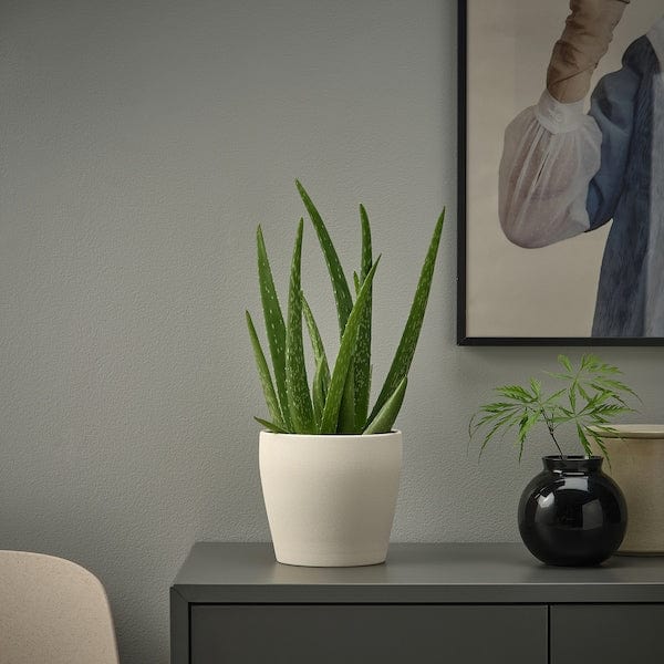Ikea PERSILLADE - Plant pot, light beige, 12 cm