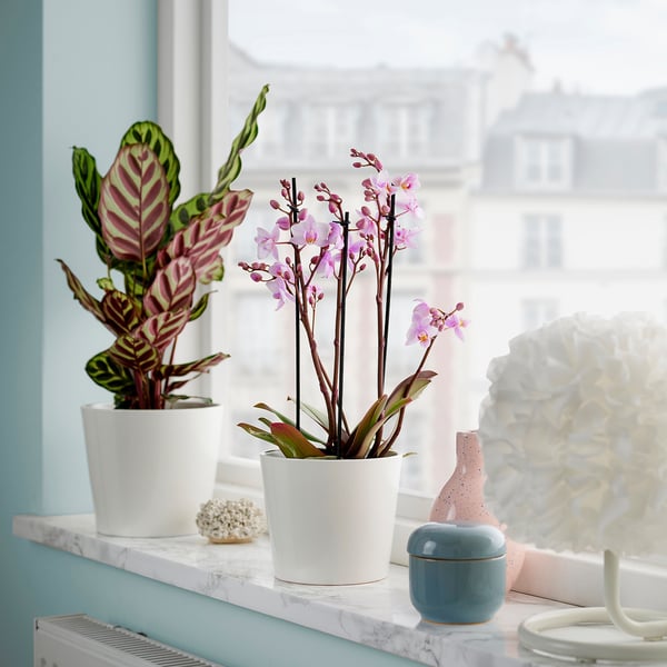 PHALAENOPSIS pot plant, multiflora, 12 cm Pot plant, multiflora,12 cm