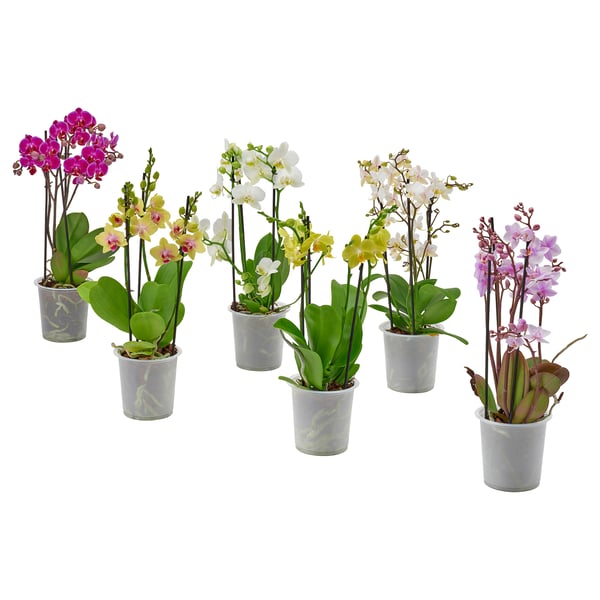 PHALAENOPSIS pot plant, multiflora, 12 cm Pot plant, multiflora,12 cm