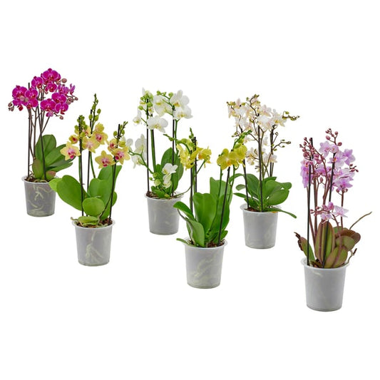 PHALAENOPSIS pot plant, multiflora, 12 cm Pot plant, multiflora,12 cm
