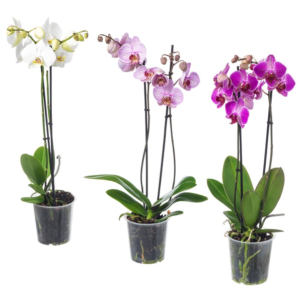 PHALAENOPSIS - Potted plant, Orchid/2 stems, 12 cm - Pot diameter: 12 cm Plant height: 60 cm.