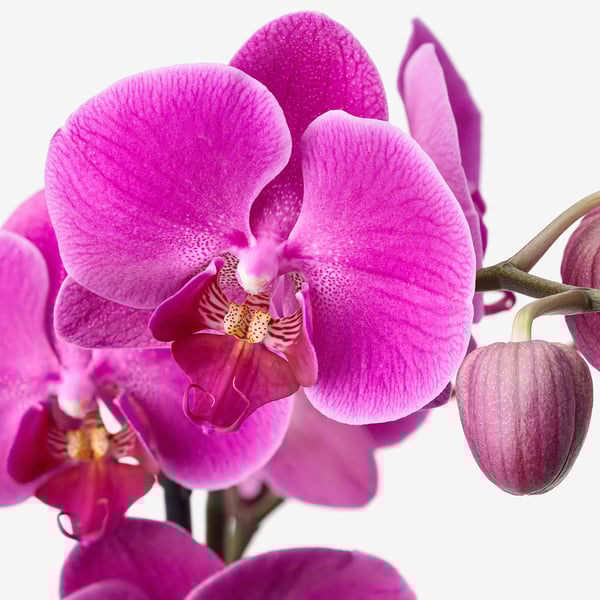 PHALAENOPSIS - Potted plant, Orchid/2 stems, 12 cm - Pot diameter: 12 cm Plant height: 60 cm.