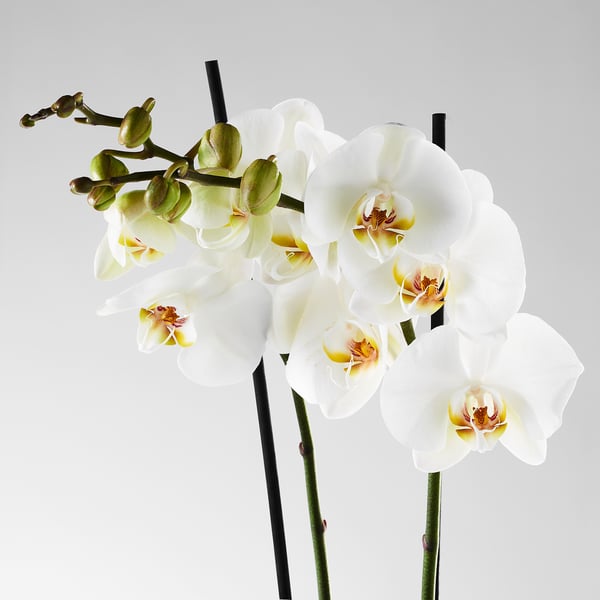PHALAENOPSIS - Potted plant, Orchid/2 stems, 12 cm - Pot diameter: 12 cm Plant height: 60 cm.