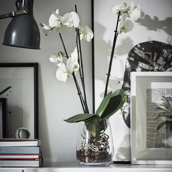 PHALAENOPSIS - Potted plant, Orchid/2 stems, 12 cm - Pot diameter: 12 cm Plant height: 60 cm.