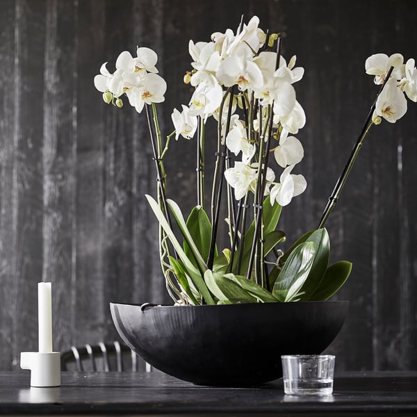 PHALAENOPSIS - Potted plant, Orchid/2 stems, 12 cm - Pot diameter: 12 cm Plant height: 60 cm.