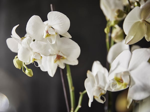PHALAENOPSIS - Potted plant, Orchid/2 stems, 12 cm - Pot diameter: 12 cm Plant height: 60 cm.