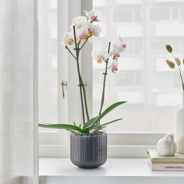 PHALAENOPSIS - Potted plant, Orchid/2 stems, 12 cm - Pot diameter: 12 cm Plant height: 60 cm.