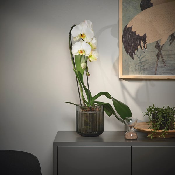PHALAENOPSIS - Potted plant, Orchid/cascade 1 stem, 12 cm - Pot diameter: 12 cm Plant height: 60 cm.