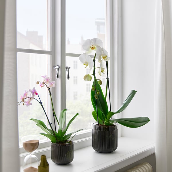 PHALAENOPSIS - Potted plant, Orchid/cascade 1 stem, 12 cm - Pot diameter: 12 cm Plant height: 60 cm.