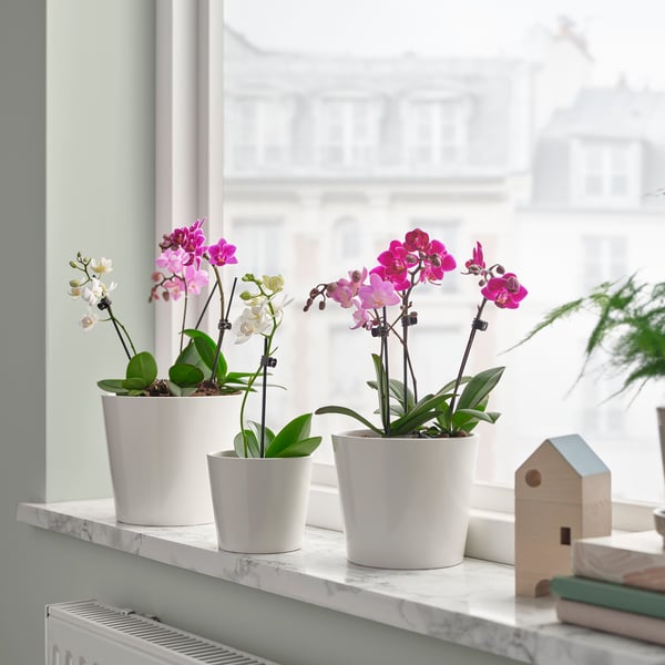PHALAENOPSIS - Potted plant, Orchid in various colours, 6 cm - Pot diameter: 6 cm Plant height: 18 cm.