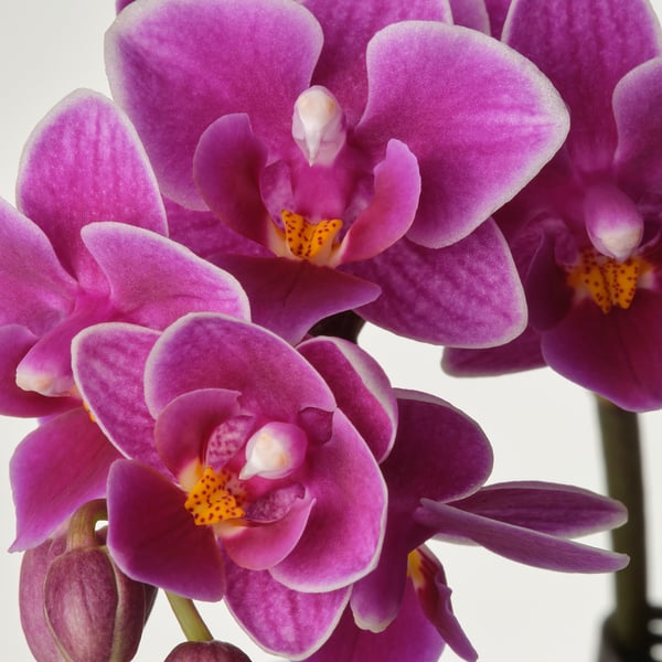 PHALAENOPSIS - Potted plant, Orchid in various colours, 6 cm - Pot diameter: 6 cm Plant height: 18 cm.