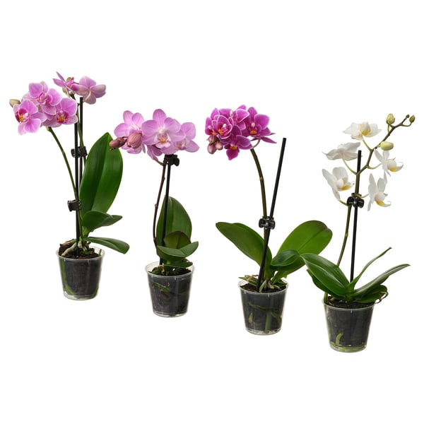 PHALAENOPSIS - Potted plant, Orchid in various colours, 6 cm - Pot diameter: 6 cm Plant height: 18 cm.